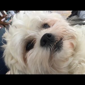 Meet your Posher, Tiffany